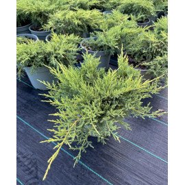 Продам саджанець ялівця Goldkissen, діаметр 30-40 см, продам ялівець Голдкіссен