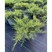 Продам саджанець ялівця Goldkissen, діаметр 30-40 см, продам ялівець Голдкіссен