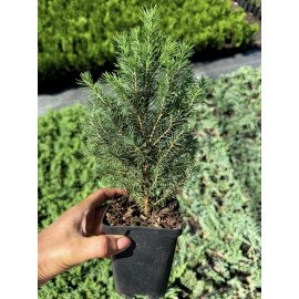 Продам саджанці ялини Rainbows End, висота 20-25 см, продам ялину Рейнбовс Енд