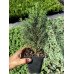 Продам саджанці ялини Rainbows End, висота 20-25 см, продам ялину Рейнбовс Енд