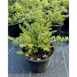 Продам саджаенець жимолость Lemon Beauty, висота 20 см, продам жимолость Лемон Бьюті