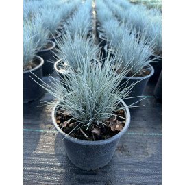 Продам саджанці вівсяниці сизої, купити саджанці костриці сизої