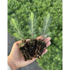 Продам сіянці ялини колючої Glauca Majestic Blue