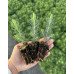 Продам сіянці ялини колючої Glauca Majestic Blue