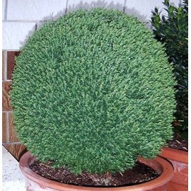 Продам саджанці туї Teddy, висота 10-15 см, продам тую Тедді