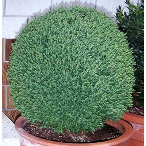 Продам саджанці туї Teddy, висота 10-15 см, продам тую Тедді