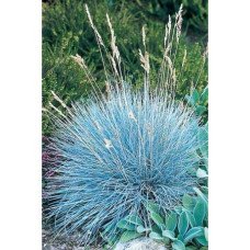 Продам саджанці вівсяниці сизої, купити саджанці костриці сизої