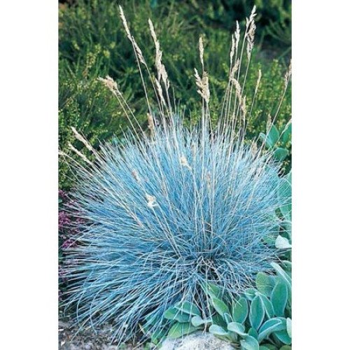 Продам саджанці вівсяниці сизої, купити саджанці костриці сизої