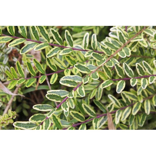 Продам саджаенець жимолость Lemon Beauty, висота 20 см, продам жимолость Лемон Бьюті