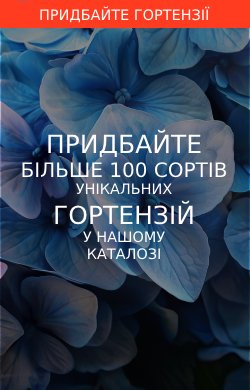 Купити гортензію